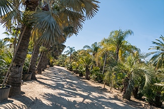Botànic Cullera